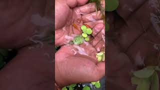 Sekali serok dapat 6 #comedy #vlog #ngakak #minivlog #funny #shortvideo #videoshort #koi