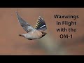 Photographing Waxwings in flight using Procapture on the OM-1 with the 150-400mm lens