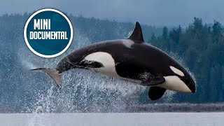 Orca asesina (mini documental)