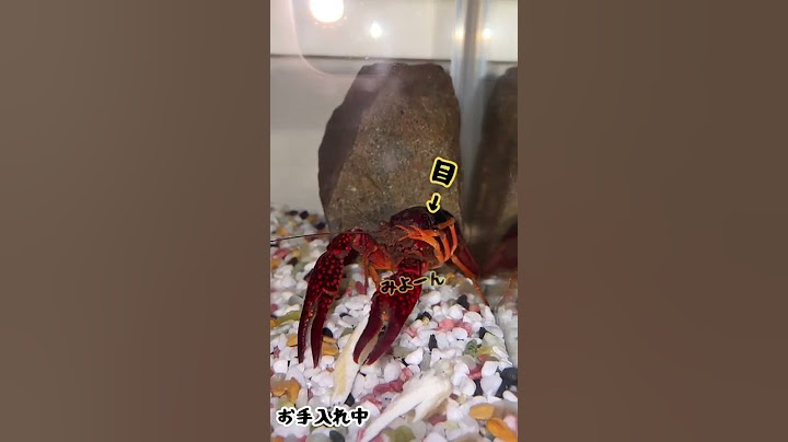 ザリガニを飼い始めてびっくりしたこと