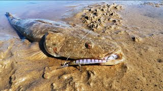 Searching For Big Land Based Flathead