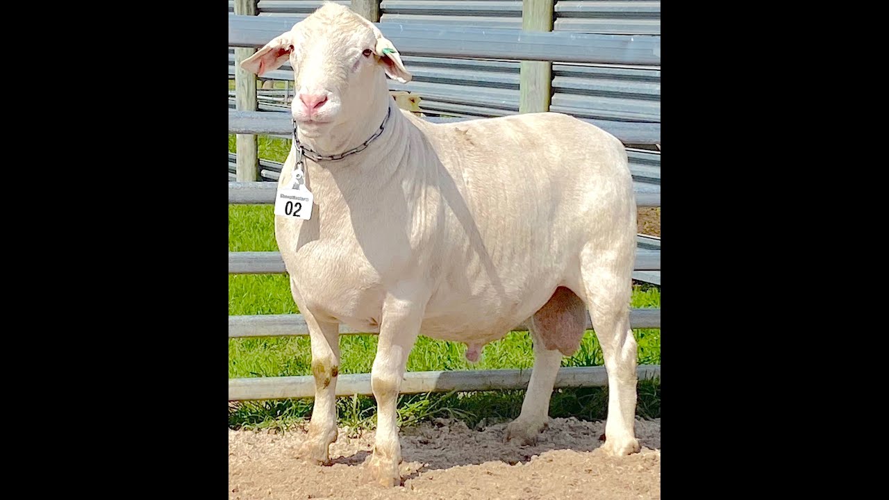 Monarch semen available   SD 480p