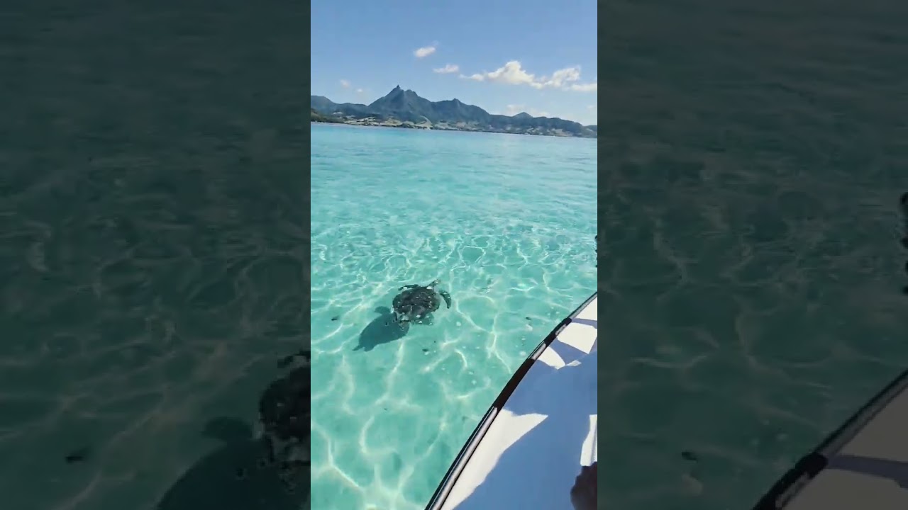 Sea turtle watching in Mauritius