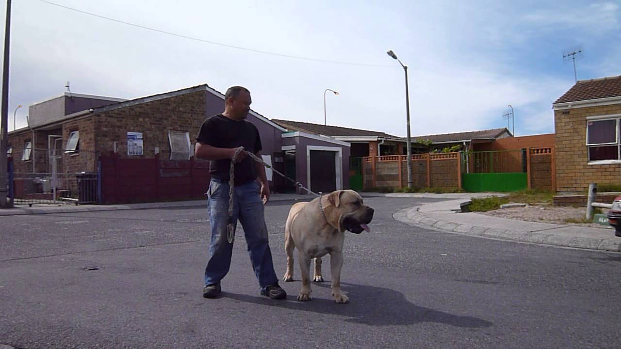 jacob mufasa boerboel