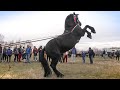 Targ de cai 2020 Zidurile, Dâmbovița Partea 1