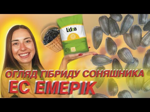 ОГЛЯД ГІБРИДУ СОНЯШНИКА🌻👀🌻ЕС