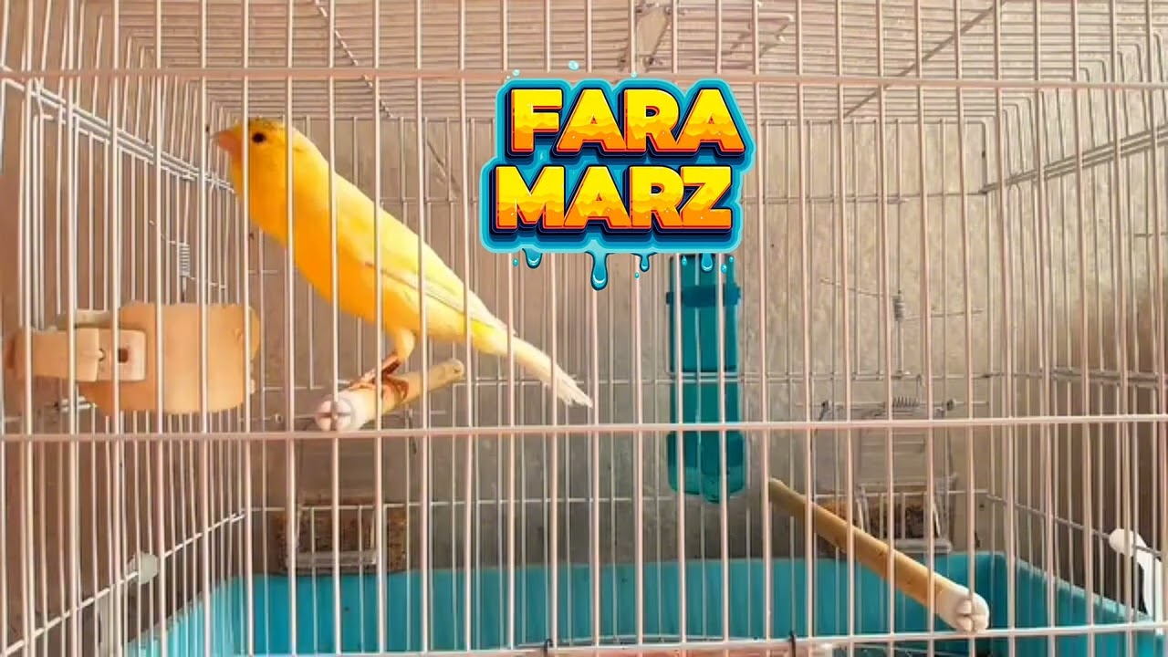 السلام علیکم دوستهای عزیز واترکنری وطنی فول سایز مست ملنگ تازه نفس  هشت راز باضمانت  NBB ۲۰۲۲