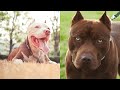 Pitbulls Being Wholesome EP.41 | Funny and Cute Pitbull Compilation