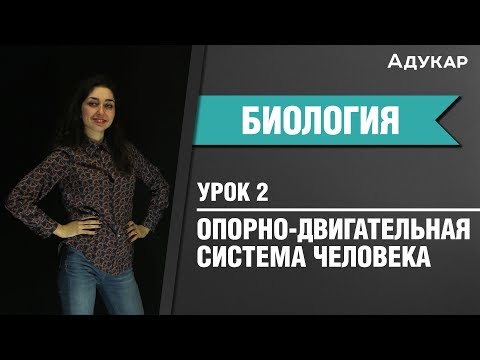 Видео: Имеет ли губчатая кость гаверсову систему?