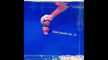 FLOWER HORN FISH PLAYING (MIND VOICE)