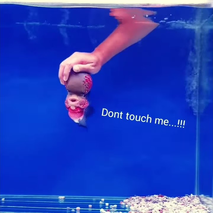 FLOWER HORN FISH PLAYING (MIND VOICE)