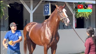 Kazakhstan and Russia Racing Star Kabirkhan, son of California Chrome, Trains to Race in the U.S.