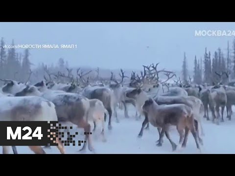 Олени спровоцировали затор на трассе Салехард – Надым - Москва 24