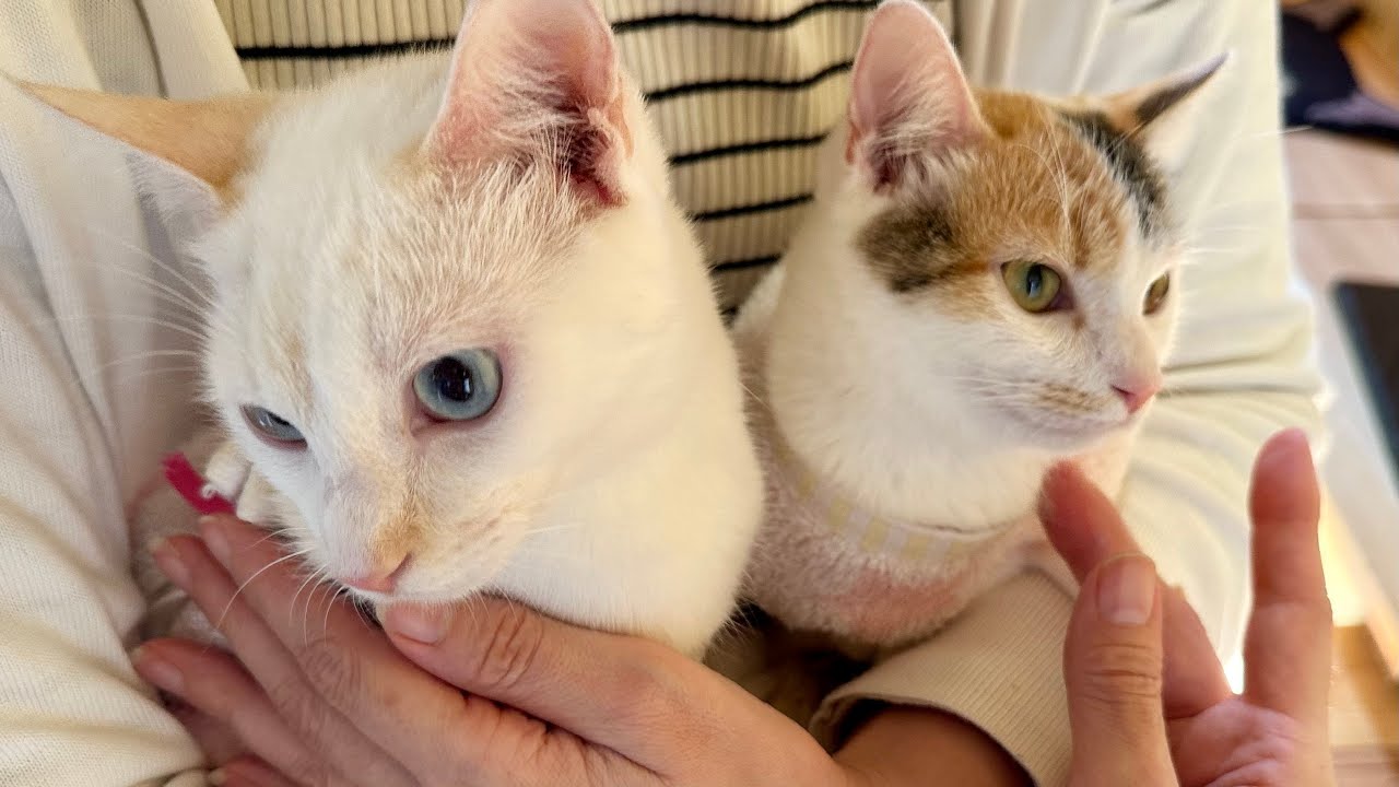 シロの火葬の日生育不良の女の子2匹とご縁がありました