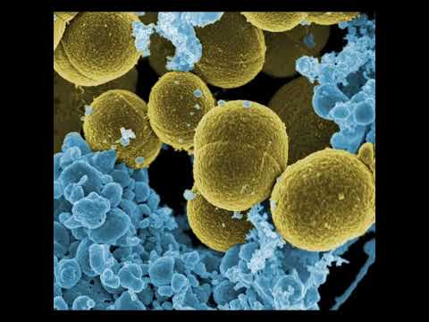 Video: Los síntomas de Staphylococcus aureus en perros