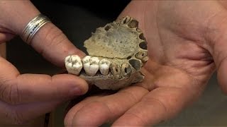 Belgium's Goyet caves prove Neanderthals were cannibals Resimi