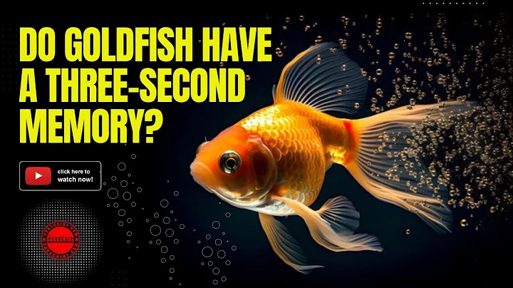 Debunking the Myth: Do Goldfish Have a Three-Second Memory?