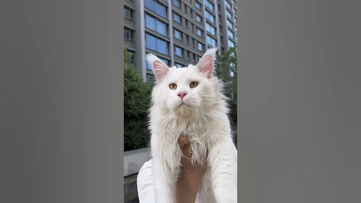 Video 11448351: coon cat mainecooncat, white maine coon cat, pure maine coon, cat showcase