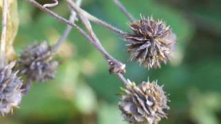PI004 Tools You Can Use to Identify Plants News