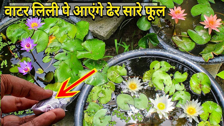 Water lily pe dher sare bloom kaise paae : 5 Secret tips - DayDayNews