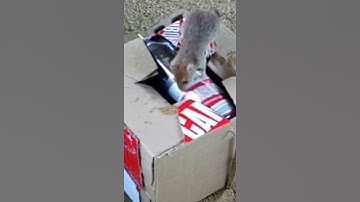 Simple Easy Mouse Trap For Home 2021 part 01