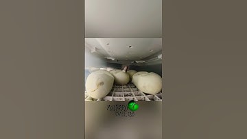 The snakes are hatching! #molinarosnakelab #royalpython #shorts #python #eggs #hatching #sawa #diy