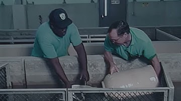 2000s Promotional Video: Catfish Spawning & Hatchery Management (4K)