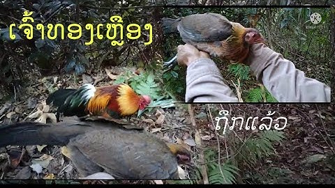 Dib qaib qus tuaj zoo tuaj poj ต่อไก่ป่าเขาดีสุดเลยได้ไก่แม่