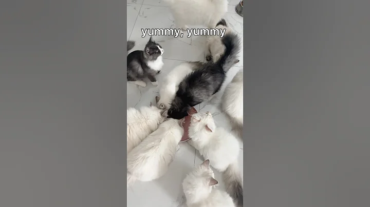 Watch the video about Delicious Treats! #siberian #shorts #cats