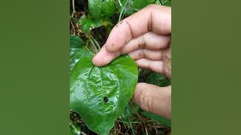 Trị tiểu đêm, tiểu dắt, tiểu buốt bằng cây lõi tiền.