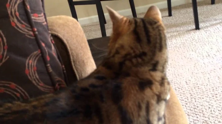 Video 1037971: f6 savannah cat, talking savannah, cat fight, longing
