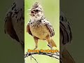 Burung Branjangan Gacor Ngotot Di Alam Bebas