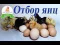 Отбор и селекция яиц для инкубации  Основные правила