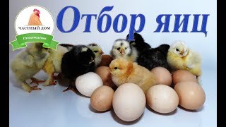 Отбор и селекция яиц для инкубации  Основные правила