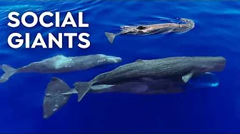 Do Sperm Whales Have Stronger Family Bonds Than Us?