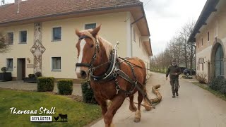 Echte Pferdestärken: Bauernhof ohne Traktor