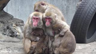 Amazing Japanese macaque family #682 ニホンザル家族の日常 【Cute
