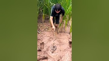 Unbelievable eel catching method eel fishing traditionally catch eel #eelfishing #traditionalfishing