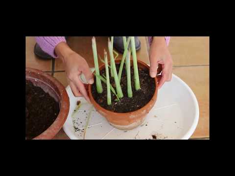 Vidéo: Puis-je propager la citronnelle - Apprenez à diviser les plants de citronnelle