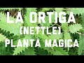 LA ORTIGA Planta MÁGICA