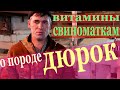 витамины для свиней# о породе дюрок