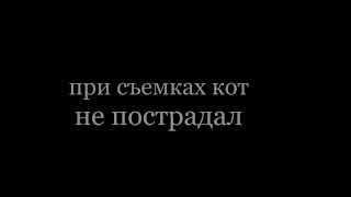 Кот был наказан за свое поведение ))) Кот был наказан за свое поведение )))