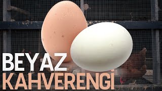 Yumurtaların Renkleri Kahverengi Mi Beyaz Mı Olacağını Belirleyen Nedir?