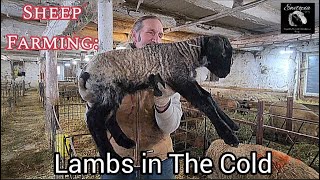 Sheep Farming: Lambs In The Cold!