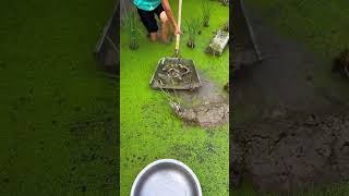 Fish From Rock Pools Village Fishingcollecting Fresh Fish From Mountain Stream