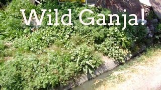 Marijuana growing wild in the Himalayas of India