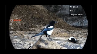 Hectic Hour Magpie Control.