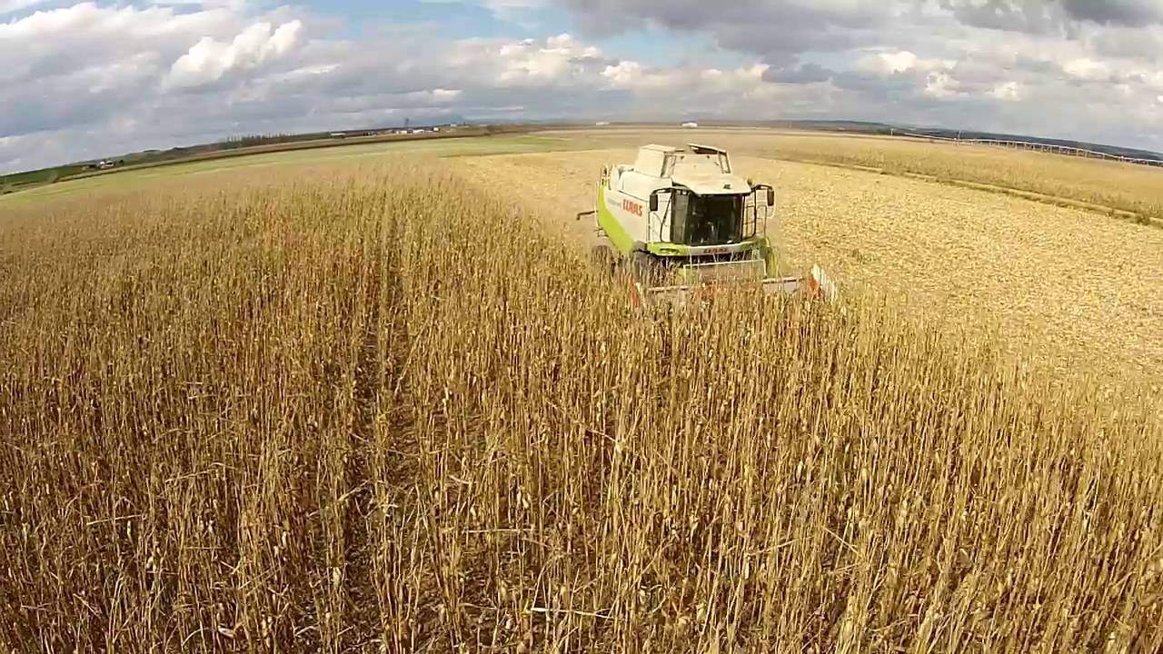 Cosecha de maíz 2016 - COSECHADORAS MERINO