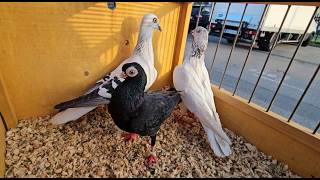 Targ Gołębie Pigeons Radom Andrzej W.16.04.2026 Gołębie Jasne I Wyszwance Andrzeja Radom.