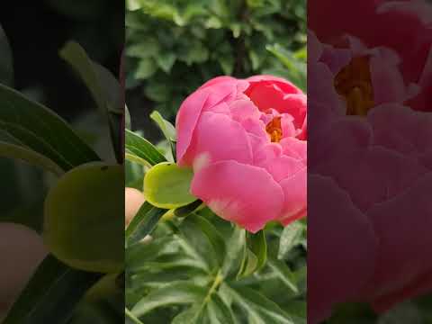 півонія Pink Hawaiian